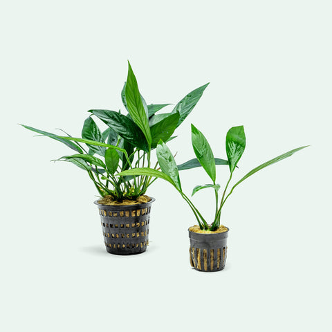 Anubias Lanceolata Mother Plant | Live Aquarium Plants - Glass Aqua