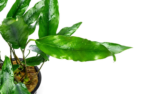 Anubias Minima Mother Plant | Aquarium & Terrarium Plants - Glass Aqua