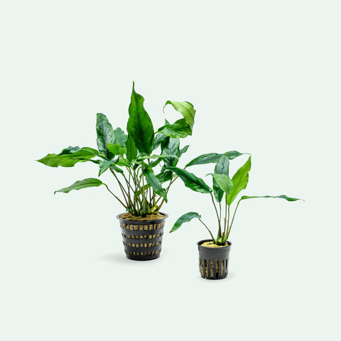 Anubias Minima Mother Plant | Aquarium & Terrarium Plants - Glass Aqua