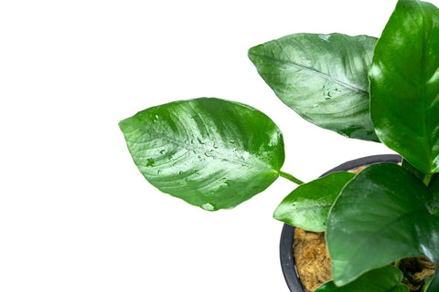 Anubias Nana Mother Plant | Aquarium & Terrarium Plants - Glass Aqua