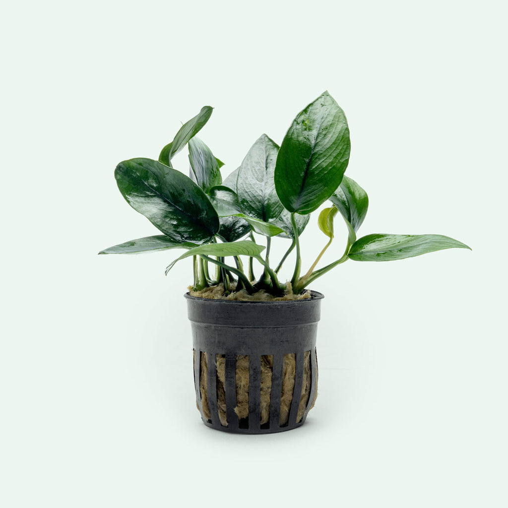 Live potted aquarium plant for freshwater planted tanks and aquascaping