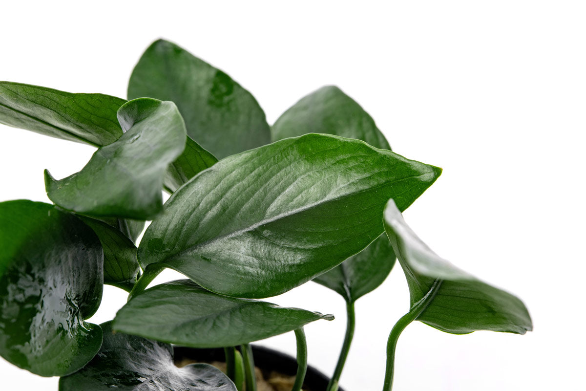 Close-up of Anubias Nana Peacock leaves