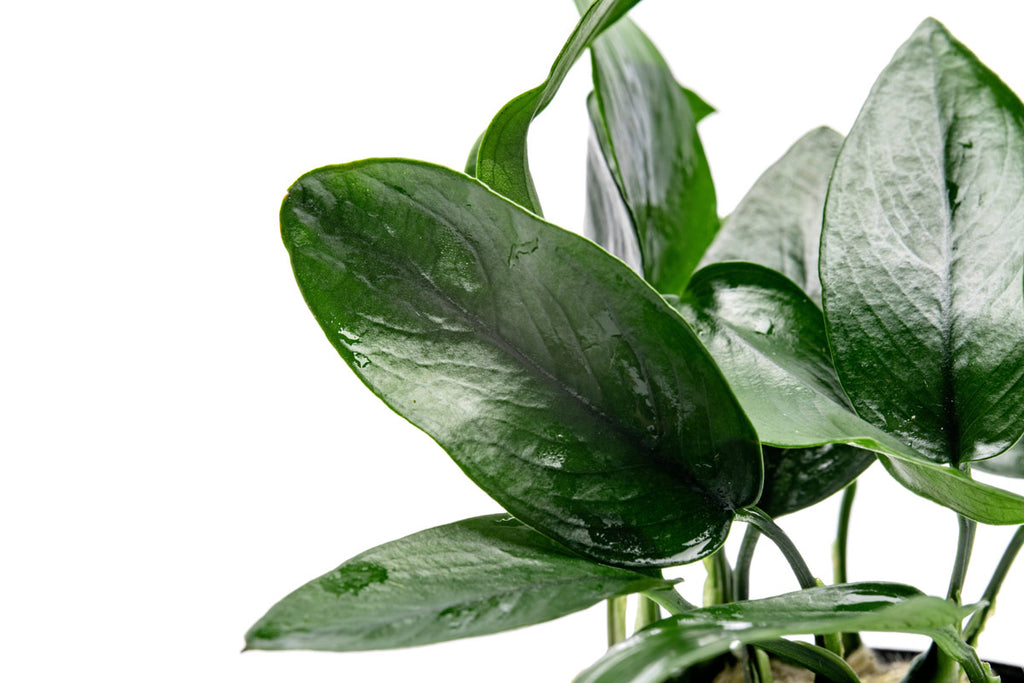 Anubias Nana Peacock live aquarium plant for planted tanks and aquascaping