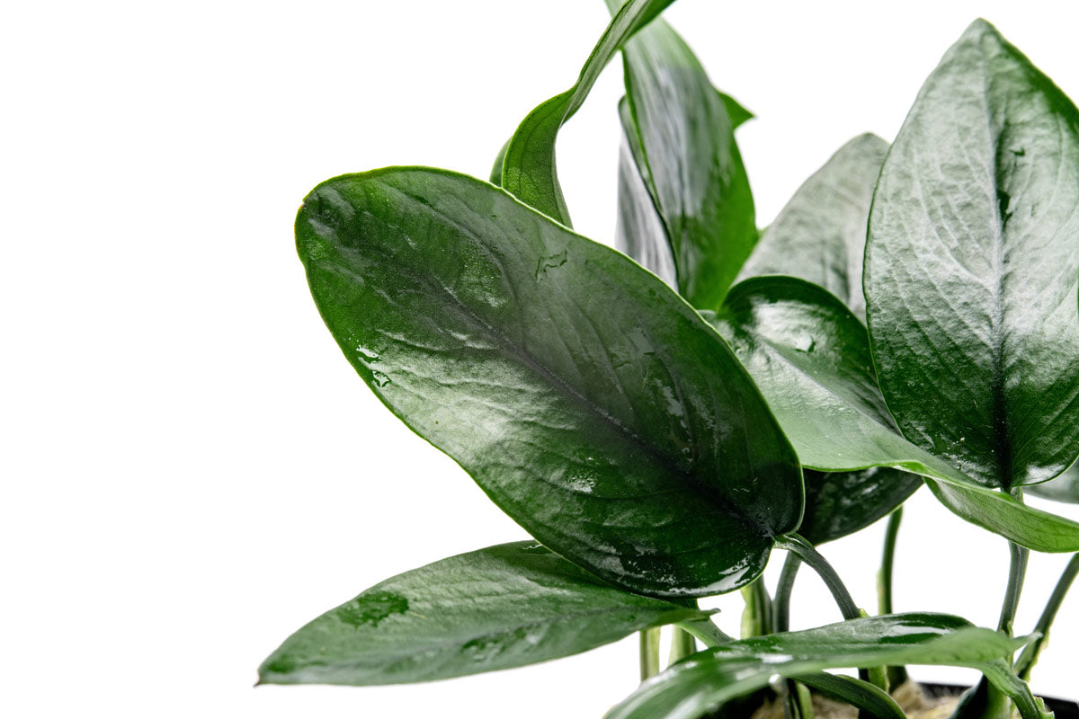 Anubias Nana Peacock live aquarium plant for planted tanks and aquascaping
