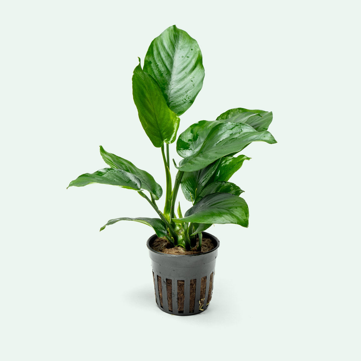 Anubias Barteri Broad Leaf Aquarium Plant Glass Aqua anubias-barteri-broad-leaf-aquarium-plant-glass-aqua