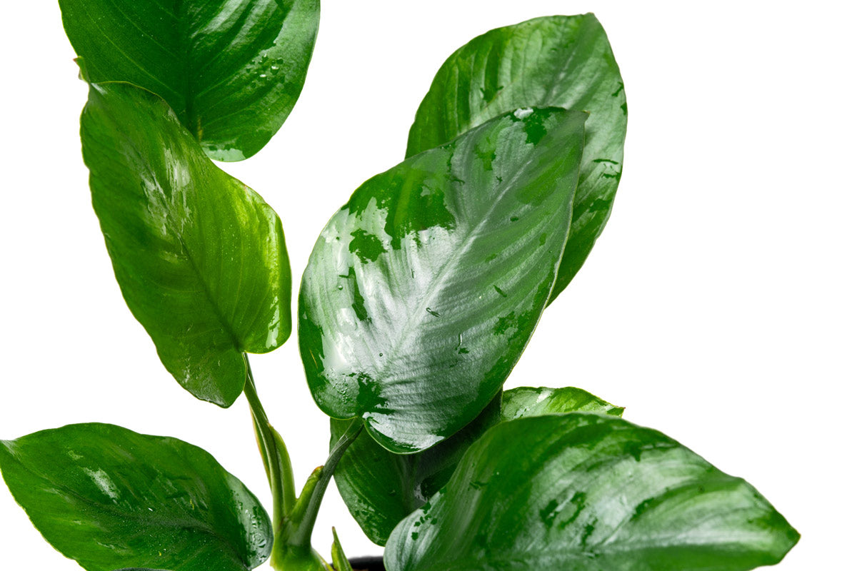 Anubias Barteri Broad Leaf | Shop Easy Aquarium Plants - Glass Aqua