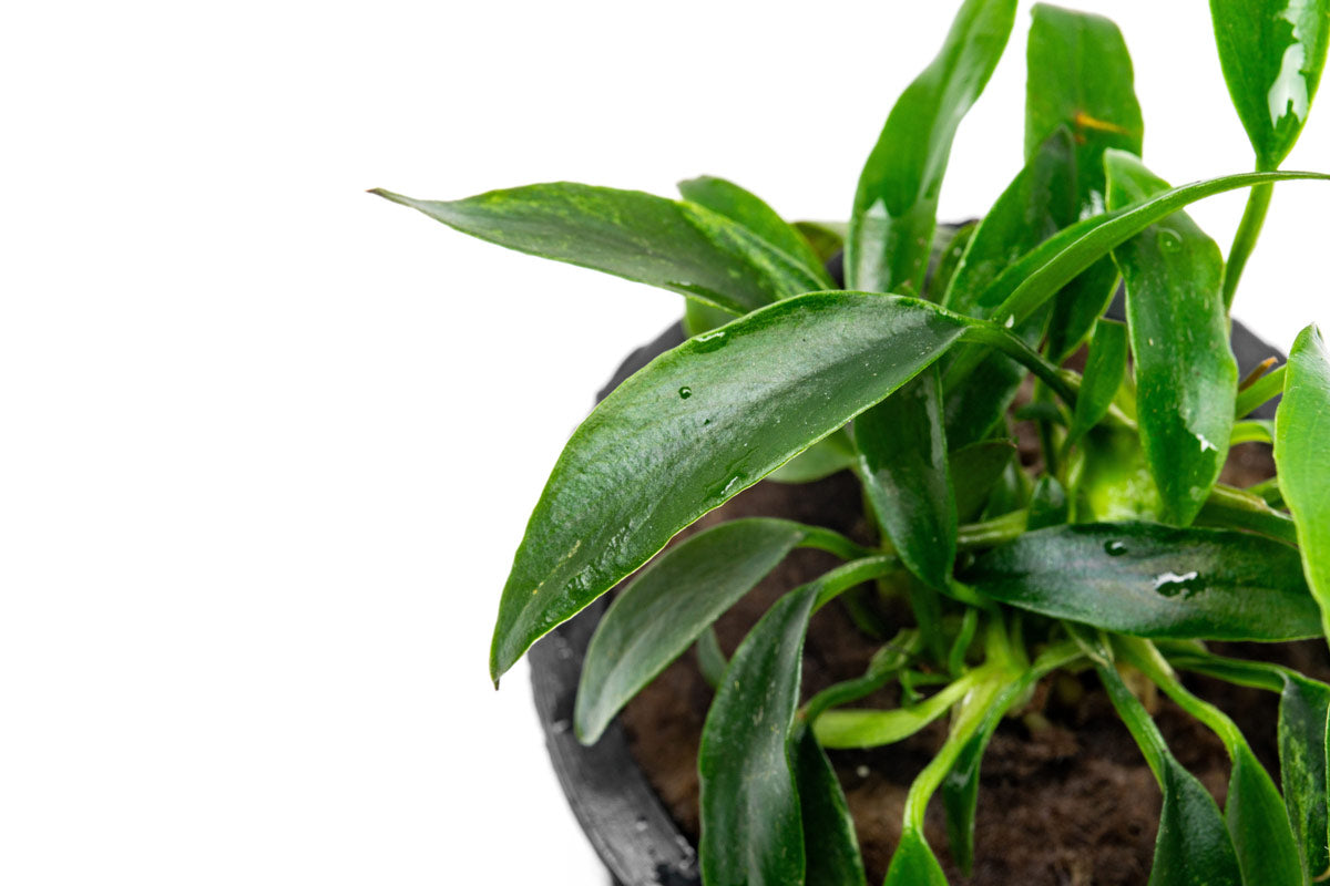 Anubias Chili Jalapeno | Rare Anubias Aquarium Plant