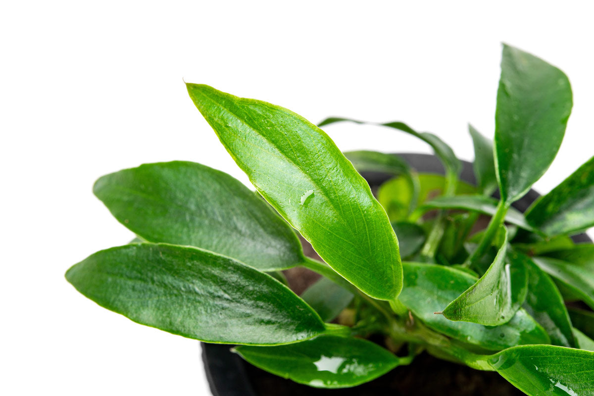 Anubias Chili Jalapeno | Rare Anubias Aquarium Plant