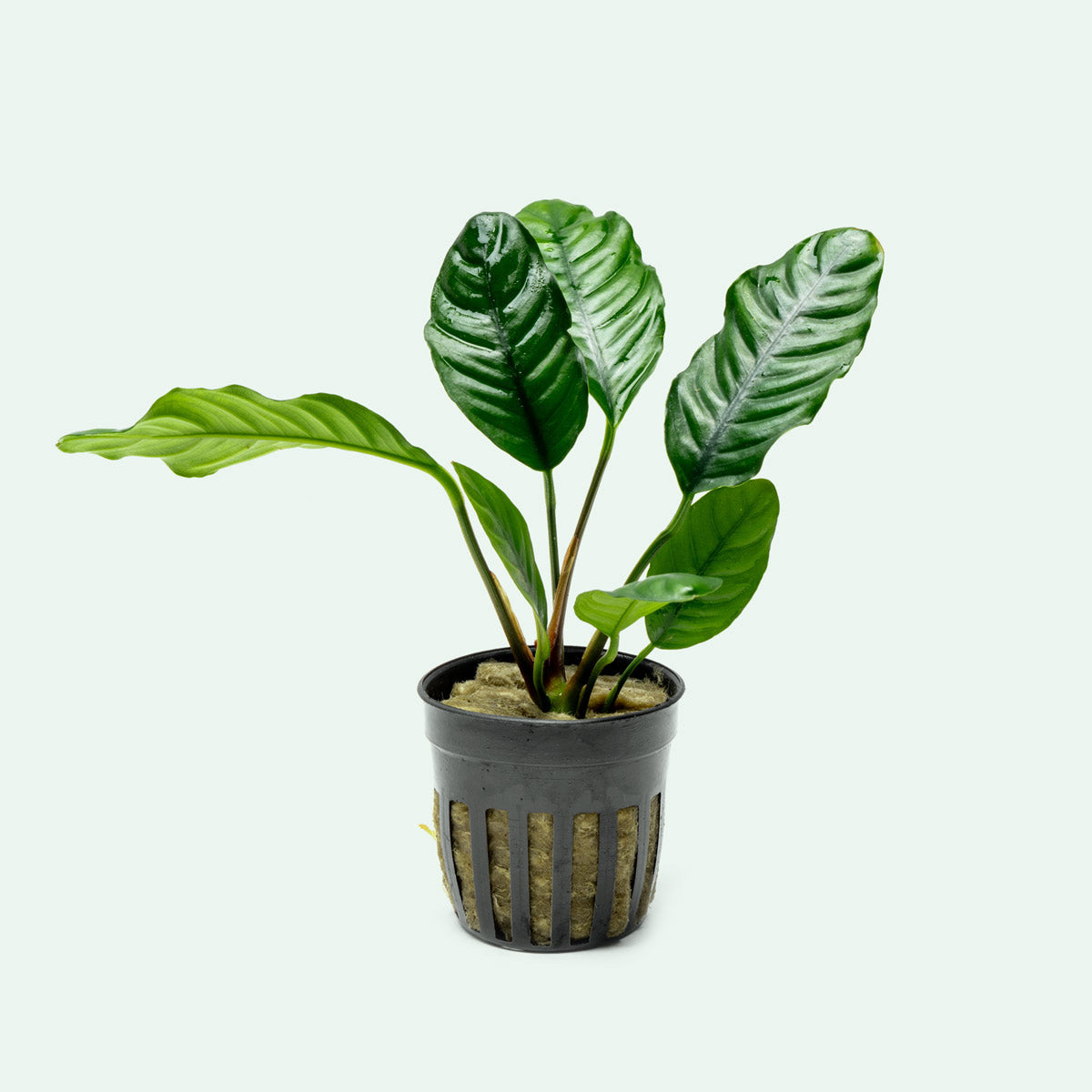 Shop Anubias Barteri Coffeefolia Aquatic Plants - Glass Aqua