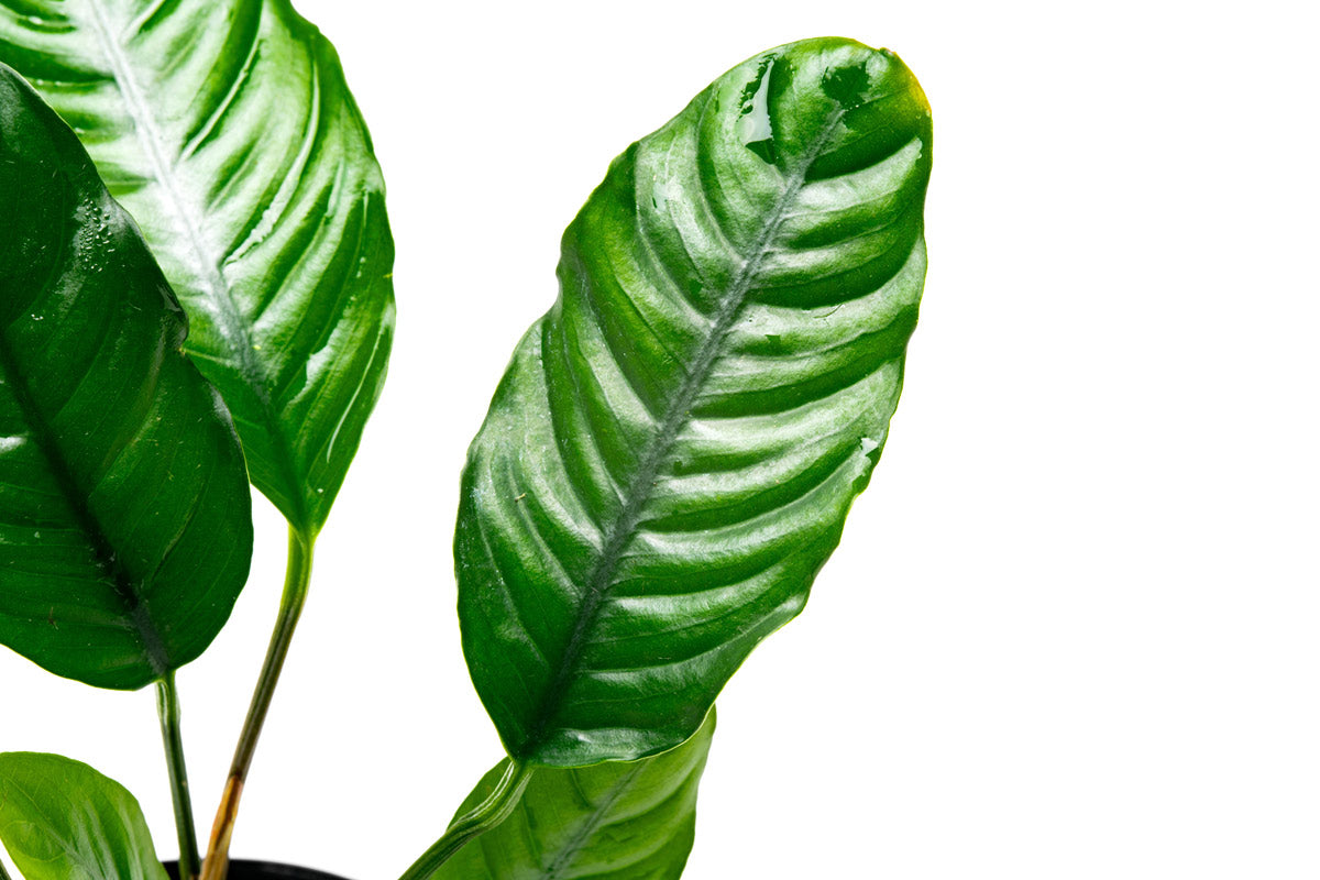 Shop Anubias Barteri Coffeefolia Aquatic Plants - Glass Aqua