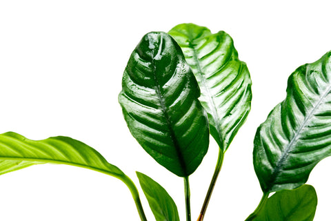 Shop Anubias Barteri Coffeefolia Aquatic Plants - Glass Aqua