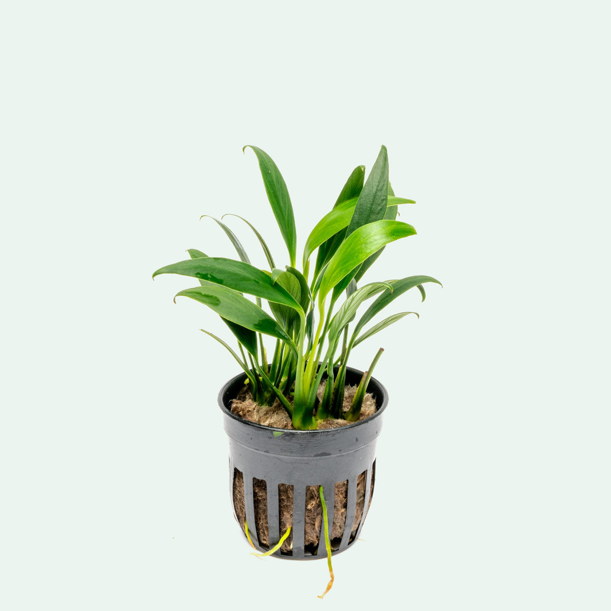 Assorted Anubias Bundle - Glass Aqua