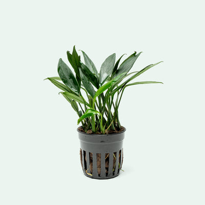 Anubias Congensis Mini - Glass Aqua