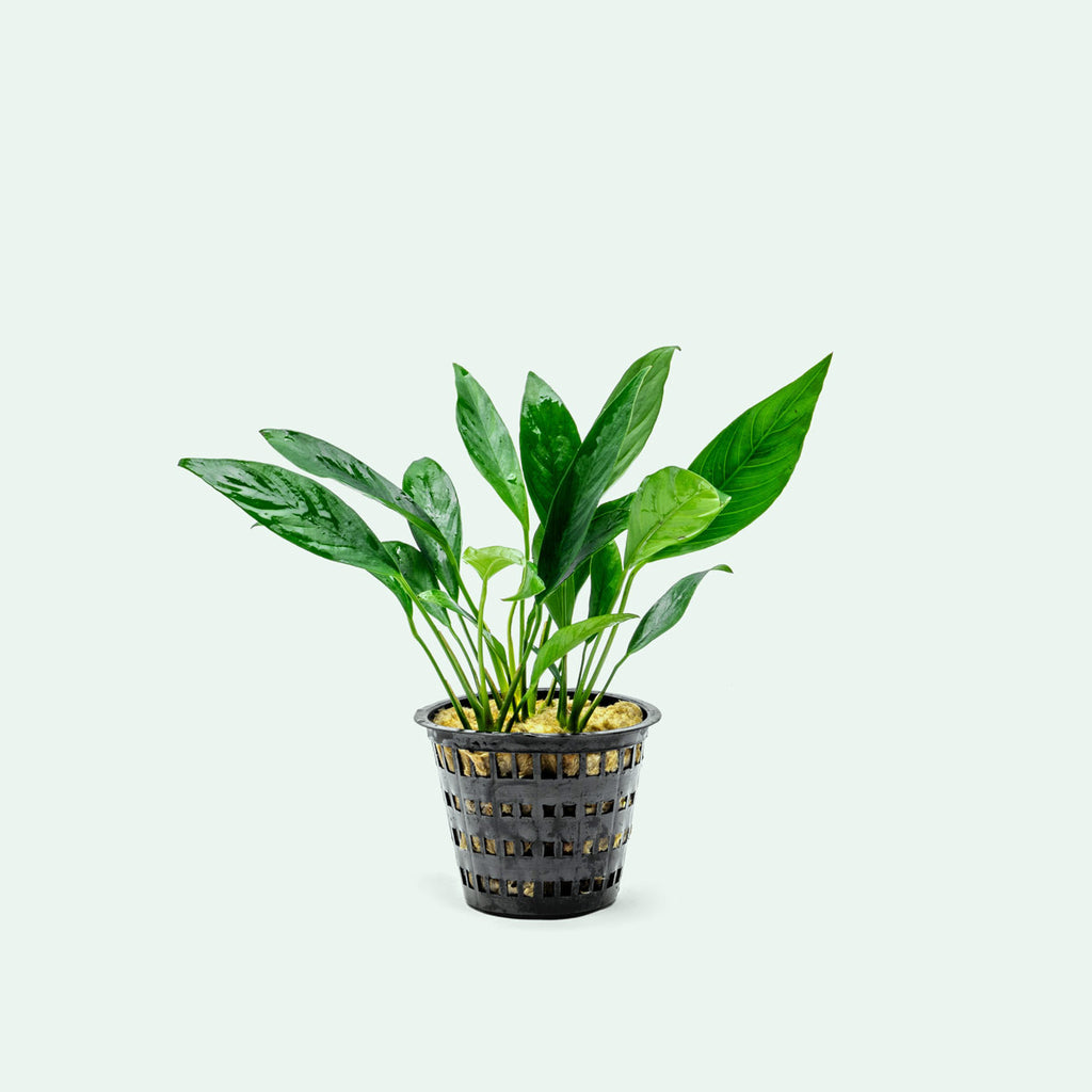 Anubias Congensis Mother Plant | Shop Live Aquatic Plants - Glass Aqua