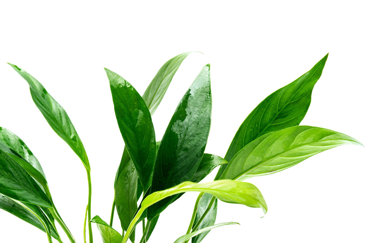 Anubias Congensis Mother Plant | Shop Live Aquatic Plants - Glass Aqua