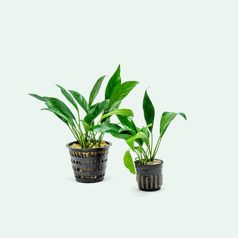 Anubias Congensis Mother Plant | Shop Live Aquatic Plants - Glass Aqua