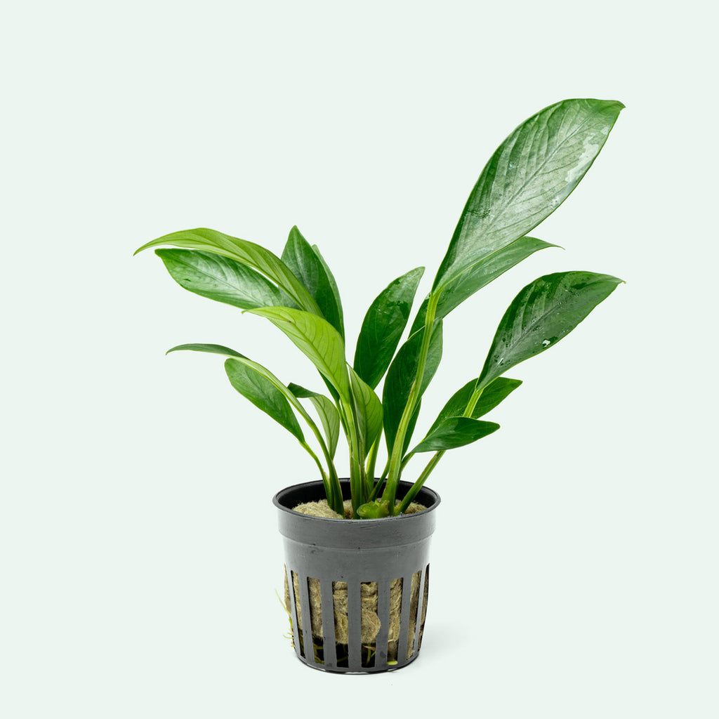 Anubias Congensis - Glass Aqua