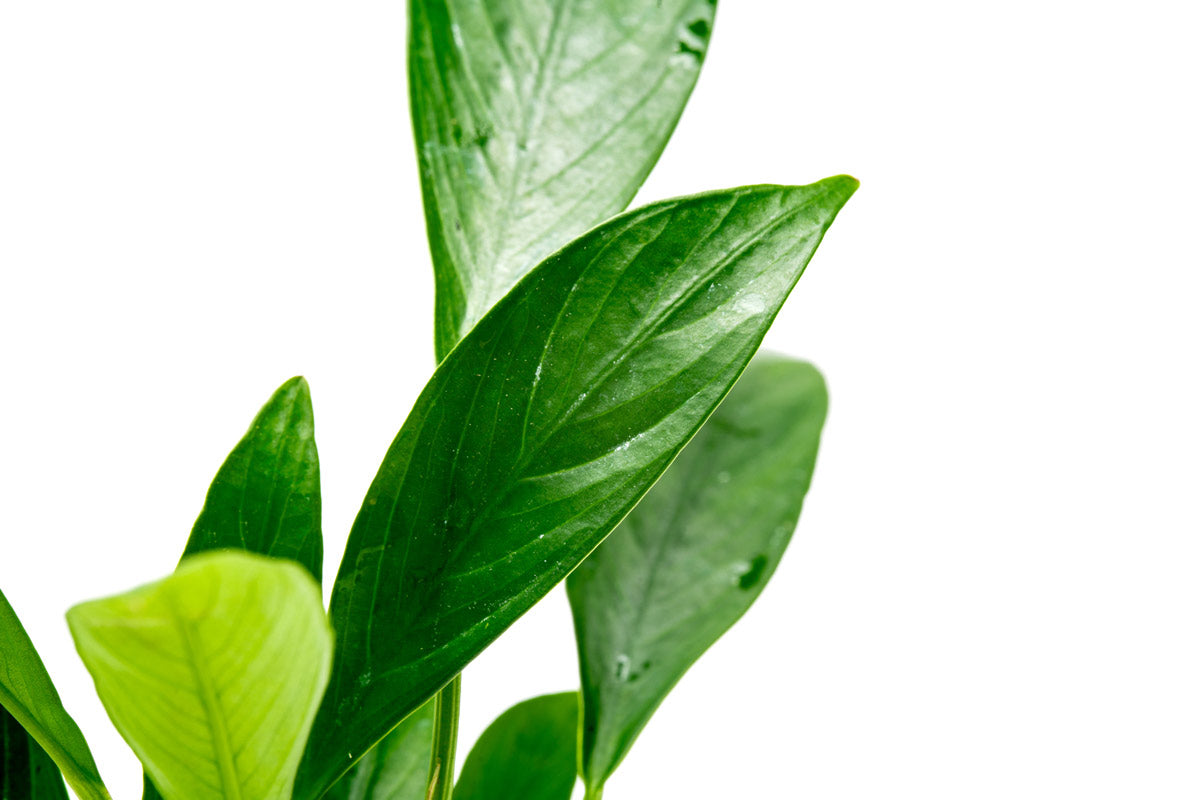 Anubias Congensis - Glass Aqua