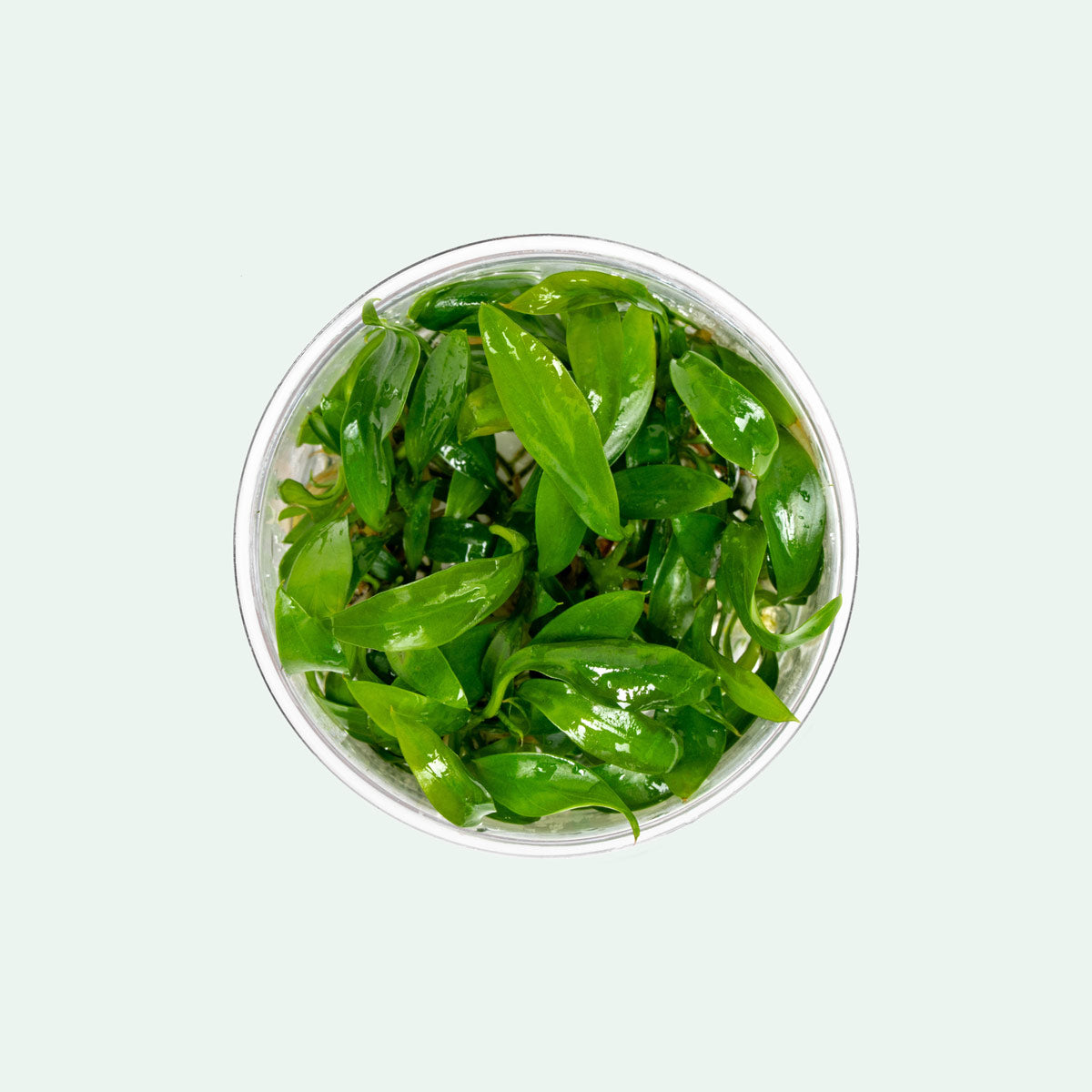 Anubias Congensis - Glass Aqua