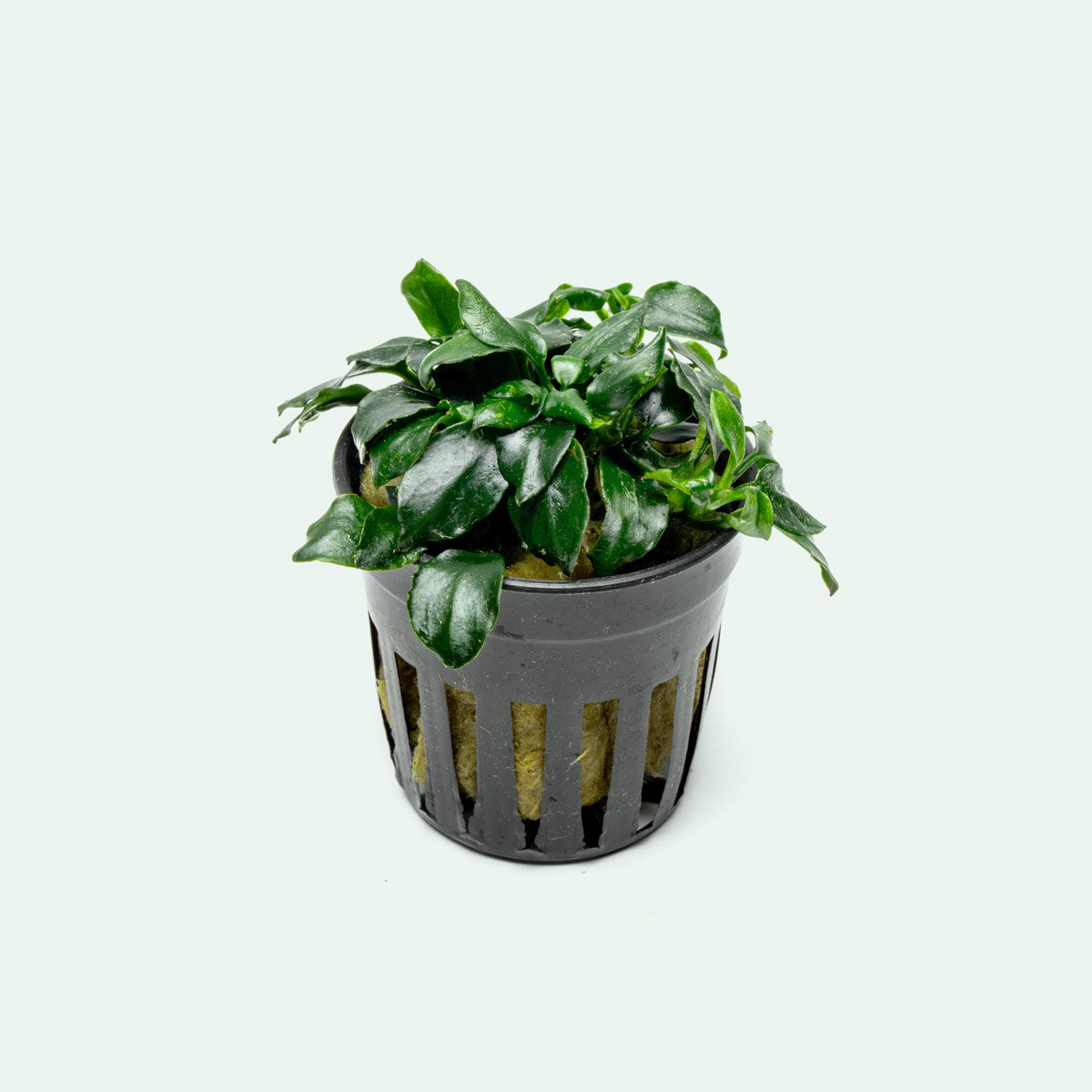 Anubias Barteri Dark Angel Easy Live Aquarium Plant for Planted Tank