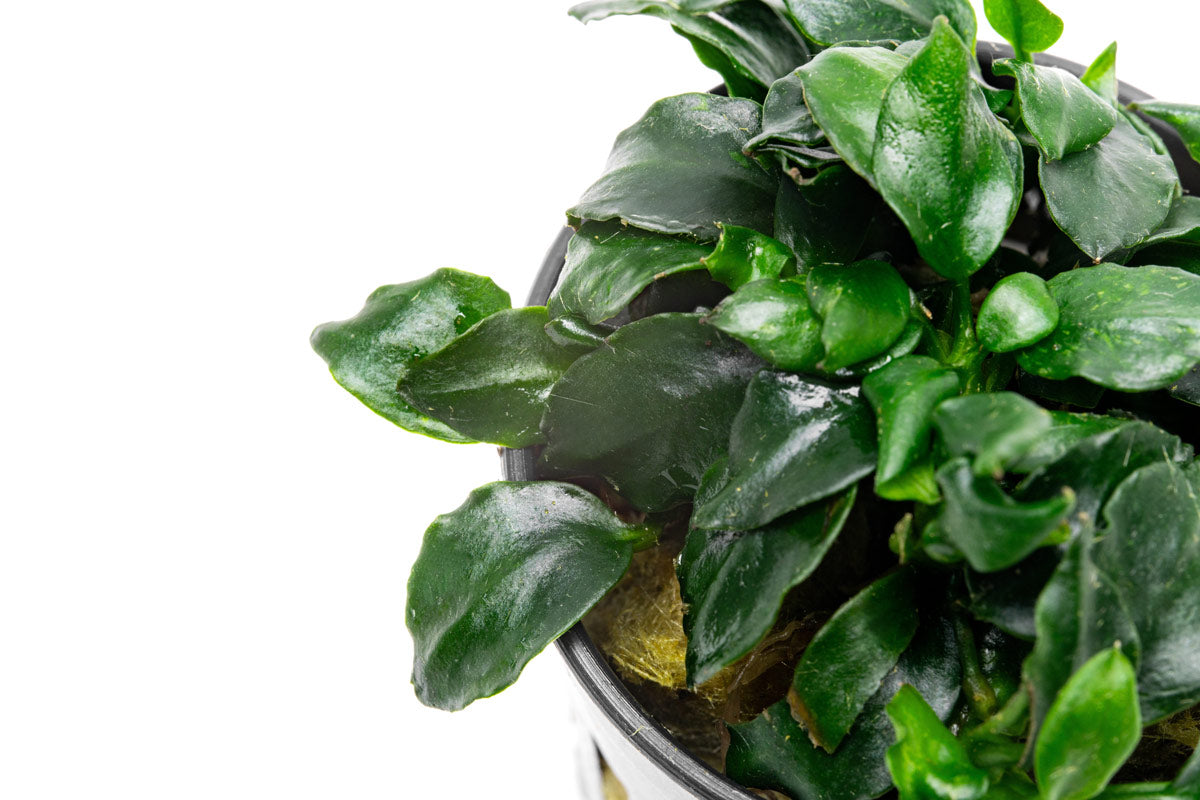 Anubias Barteri Dark Angel Easy Live Aquarium Plant for Planted Tank