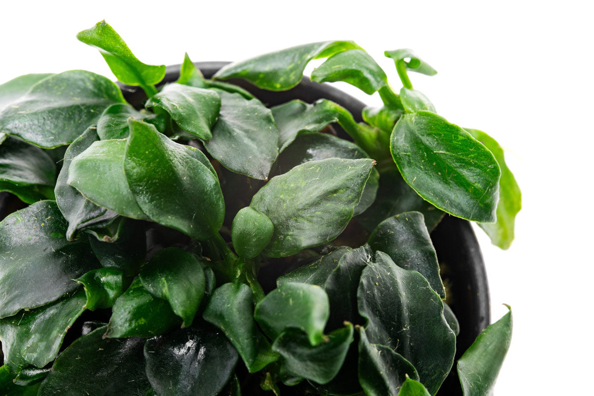 Anubias Barteri Dark Angel Easy Live Aquarium Plant for Planted Tank