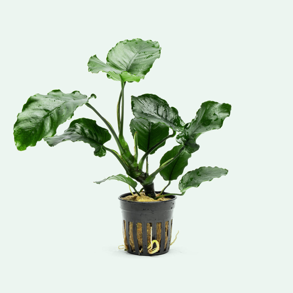 Anubias Emerald Bloom - Live Aquarium Plant | Glass Aqua