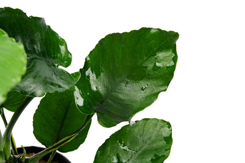 Anubias Emerald Bloom - Live Aquarium Plant | Glass Aqua