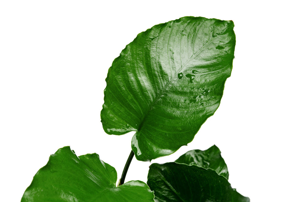 Anubias Emerald Bloom - Live Aquarium Plant | Glass Aqua