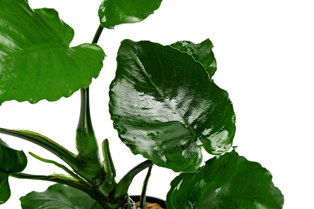 Anubias Emerald Bloom - Live Aquarium Plant | Glass Aqua