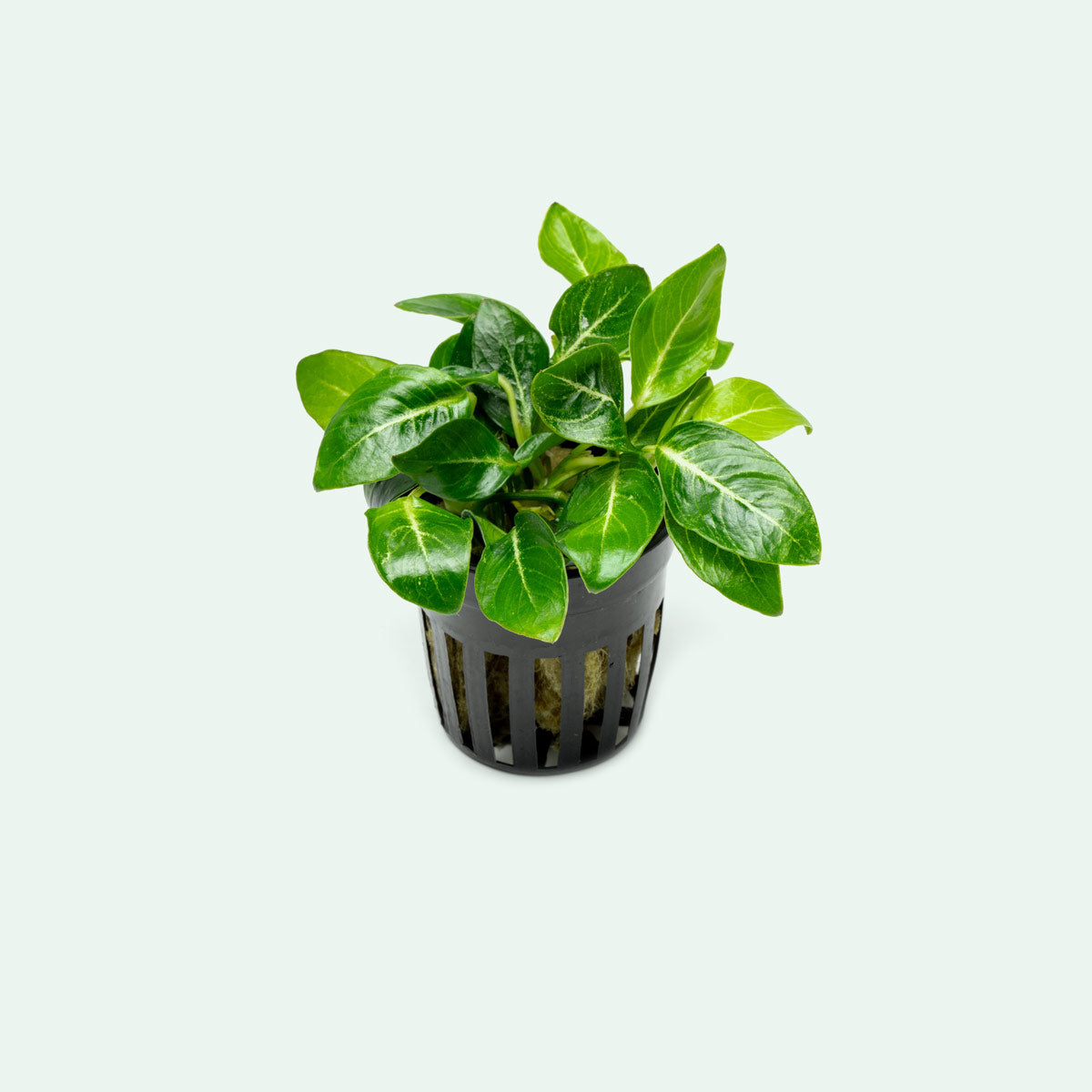 Anubias Giant Stardust - Shop Live Aquarium Plants | Glass Aqua