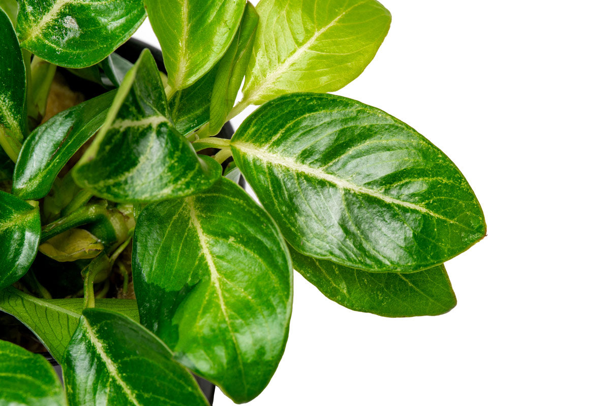 Anubias Giant Stardust - Shop Live Aquarium Plants | Glass Aqua