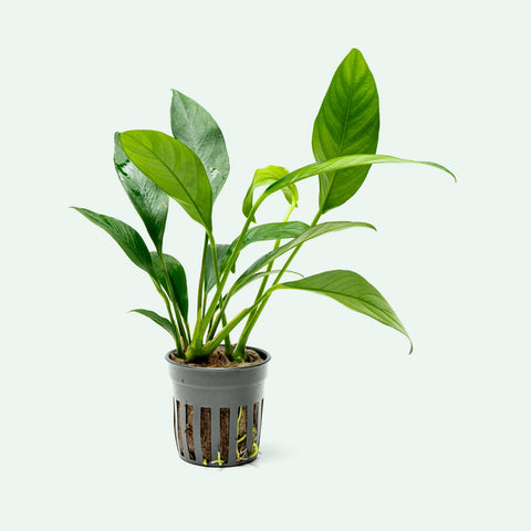 Anubias Glabra | Shop Easy Aquarium Plants - Glass Aqua