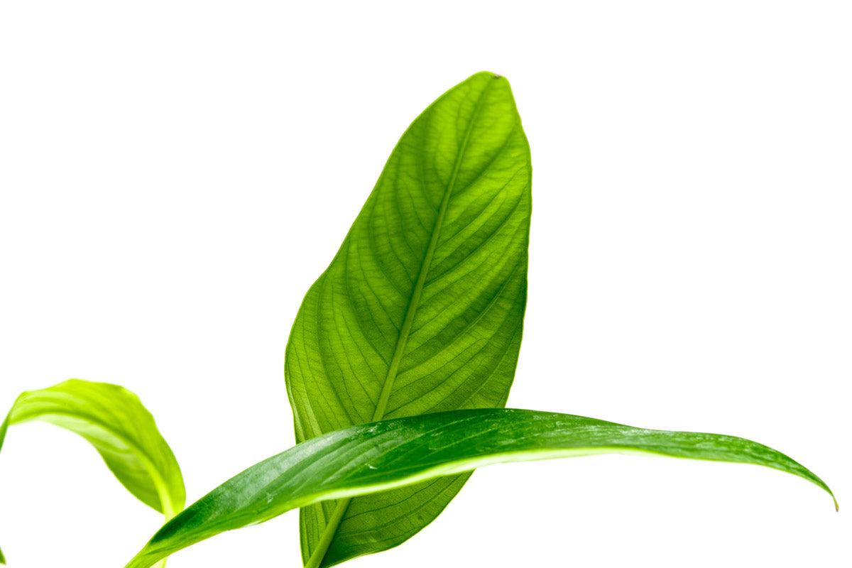 Anubias Glabra | Shop Easy Aquarium Plants - Glass Aqua