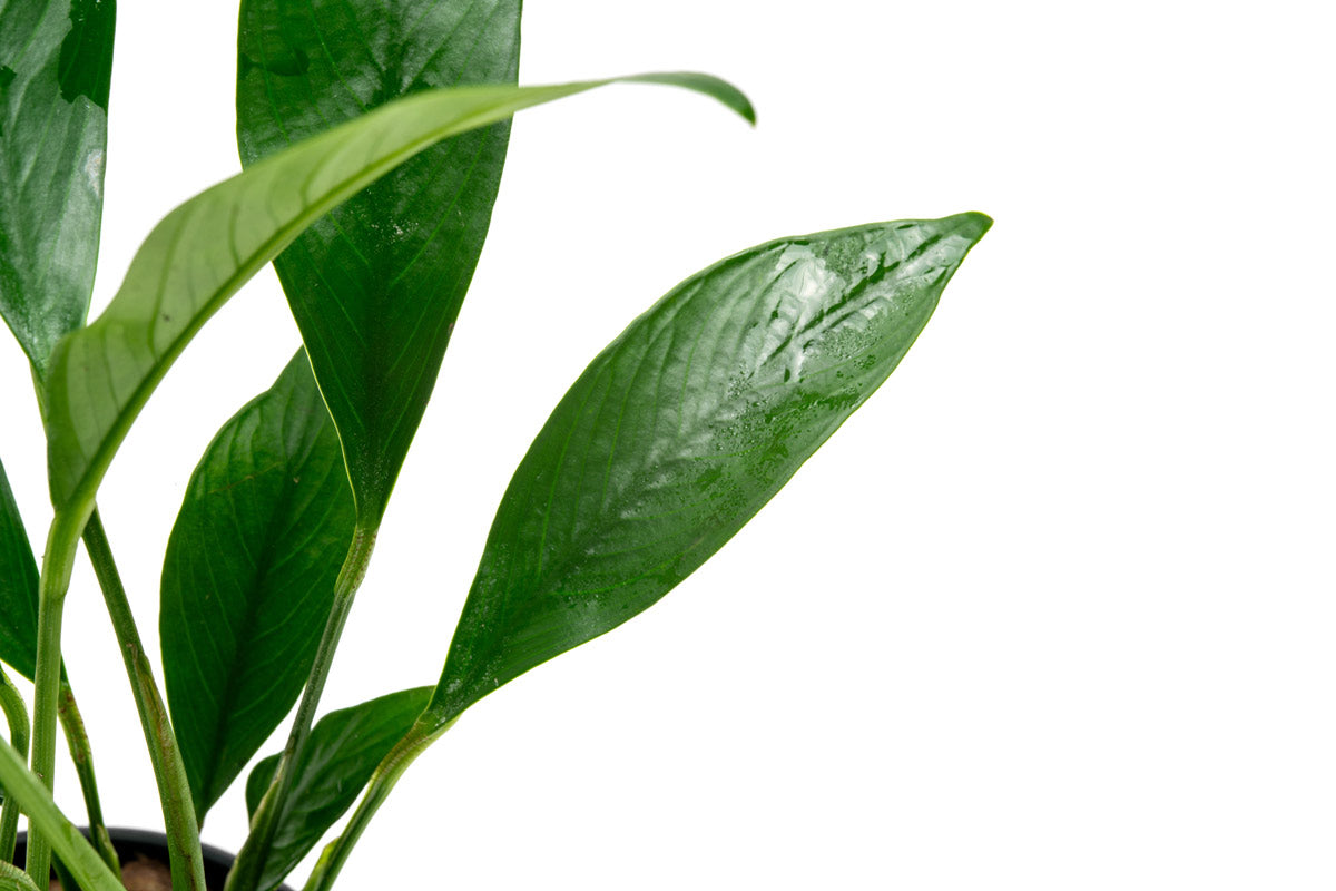 Anubias Glabra | Shop Easy Aquarium Plants - Glass Aqua