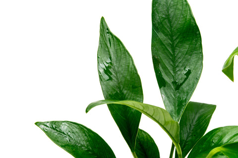 Anubias Glabra | Shop Easy Aquarium Plants - Glass Aqua