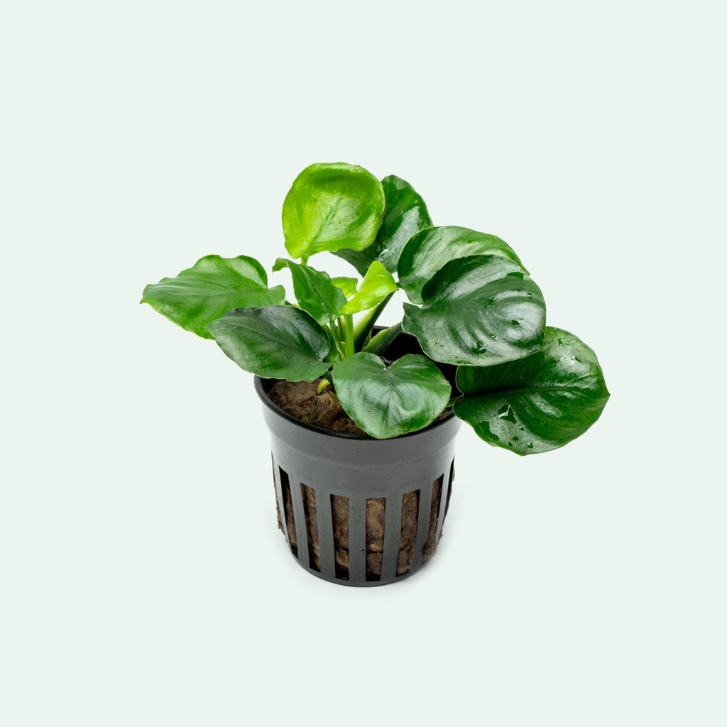 Shop Anubias Round Leaf Aquatic Plants - Glass Aqua
