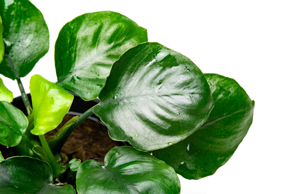 Shop Anubias Round Leaf Aquatic Plants - Glass Aqua
