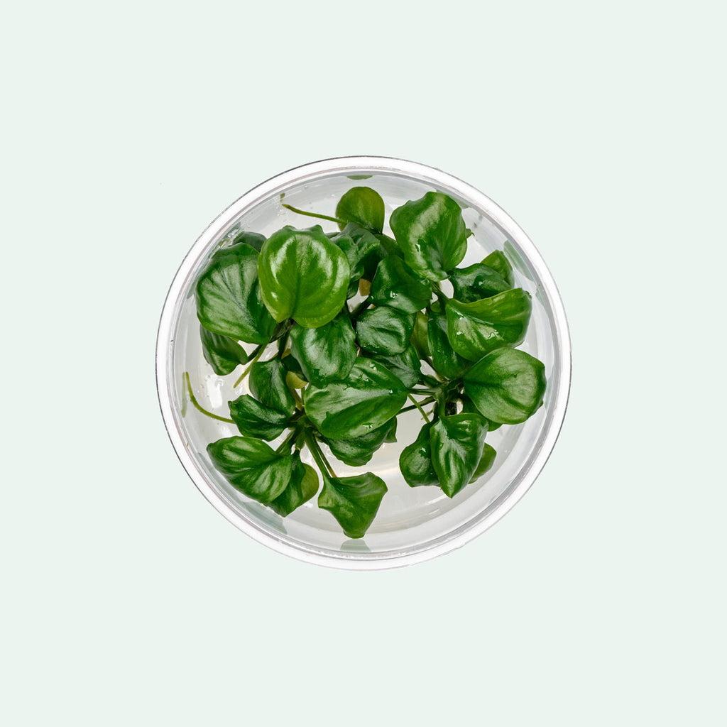 Anubias Golden Coin Live Easy Beginner Aquatic Aquarium Plant