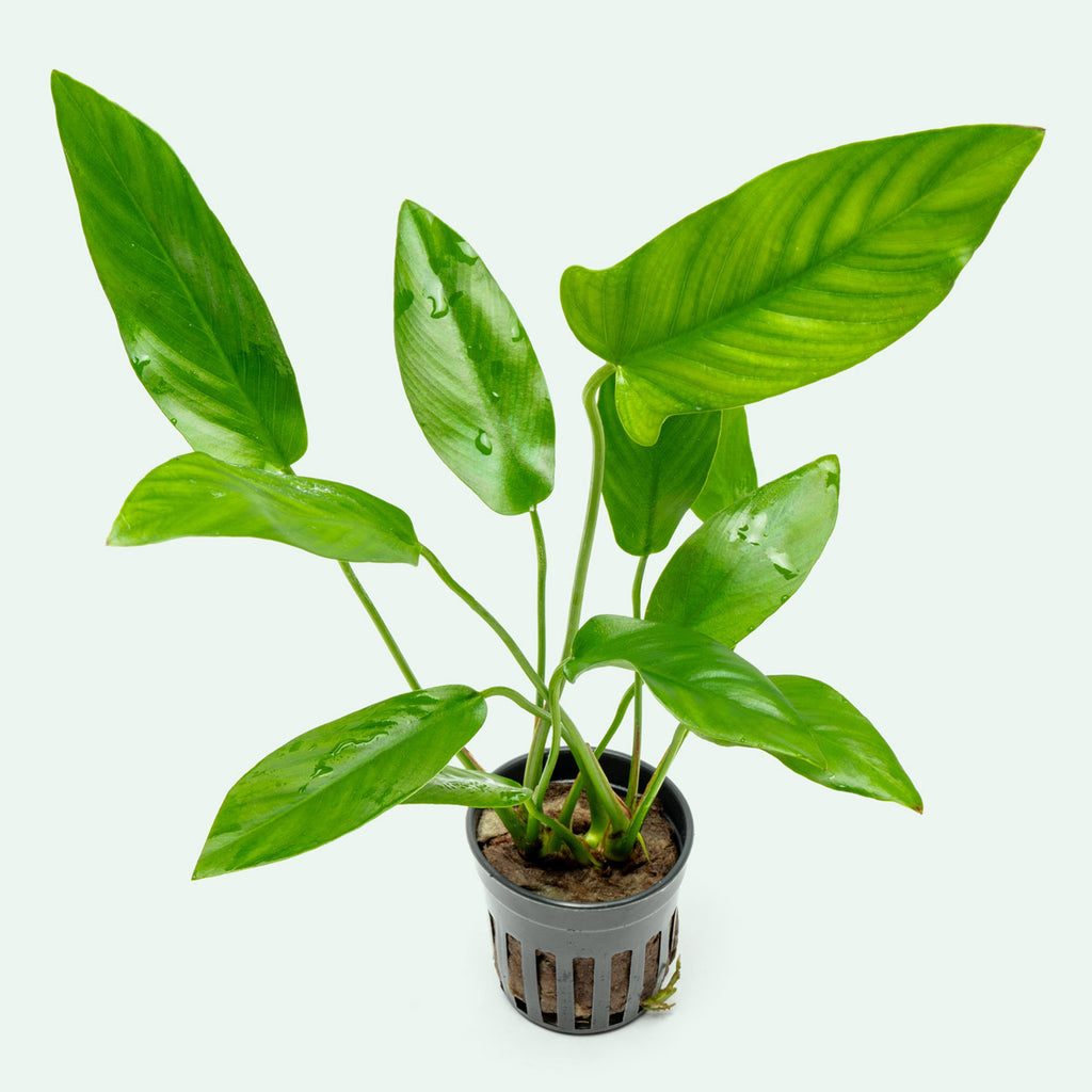 Anubias Hastifolia | Shop Easy Aquarium Plants - Glass Aqua