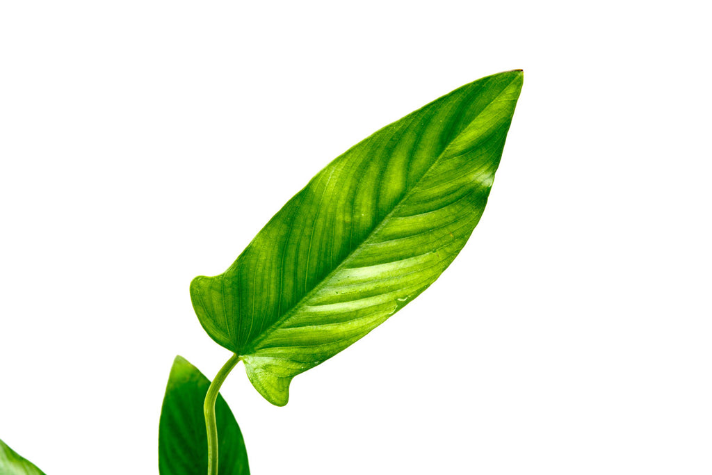 Anubias Hastifolia | Shop Easy Aquarium Plants - Glass Aqua
