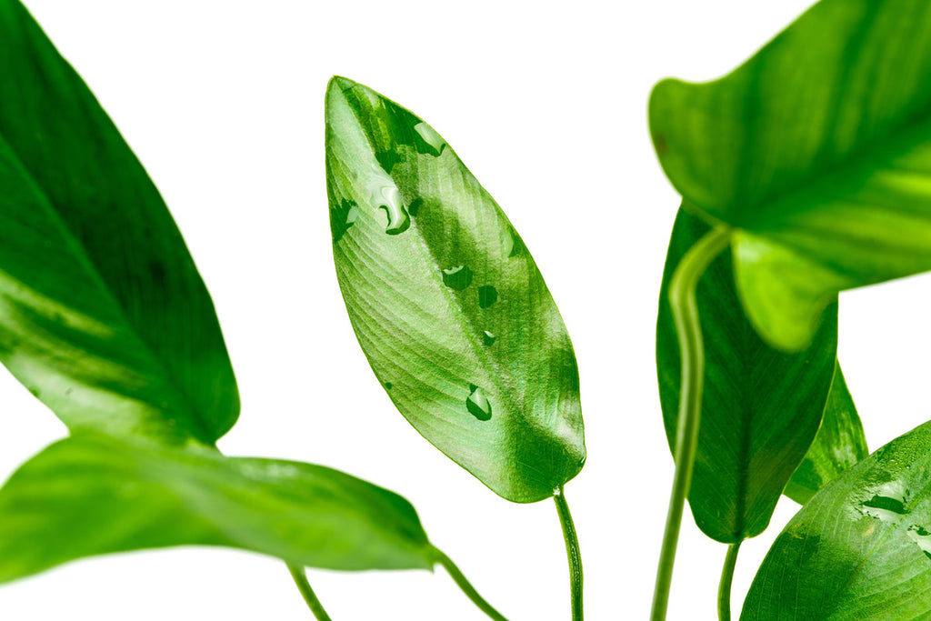 Anubias Hastifolia | Shop Easy Aquarium Plants - Glass Aqua