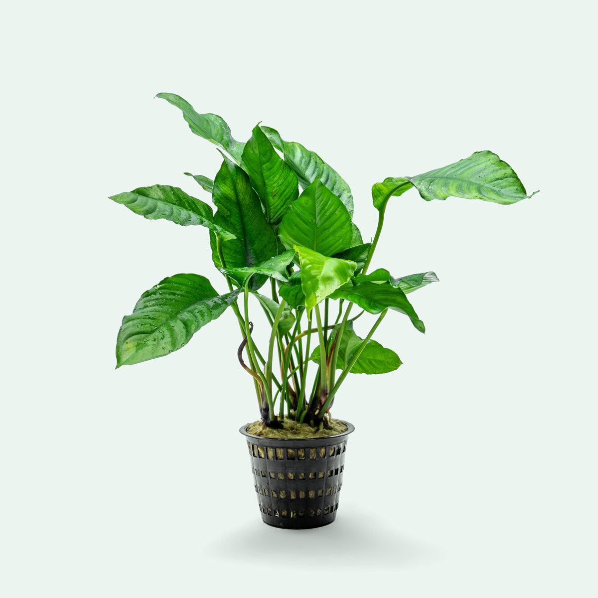 Anubias Heterophylla Mother Plant | Live Aquarium Plants - Glass Aqua