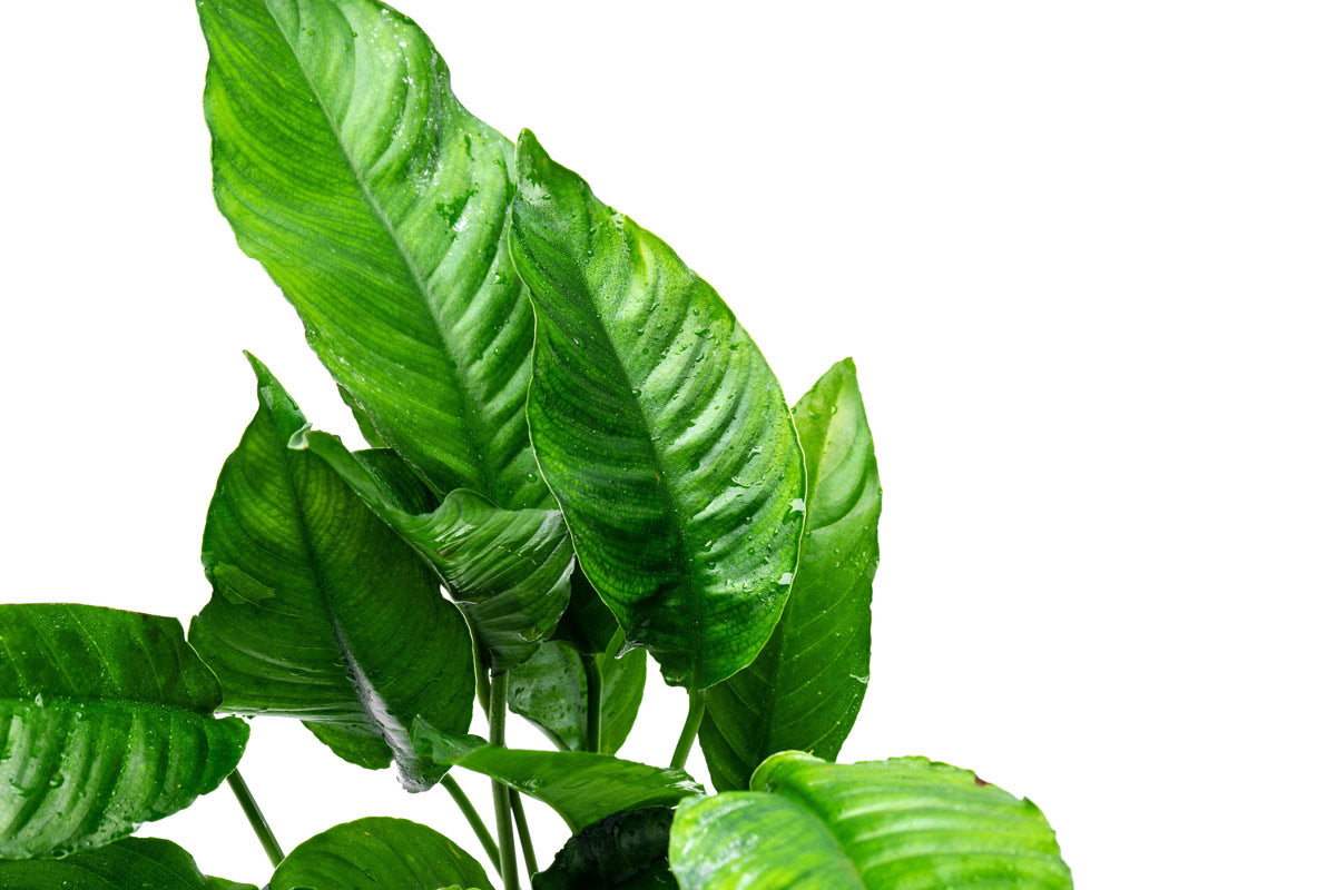 Anubias Heterophylla Mother Plant | Live Aquarium Plants - Glass Aqua