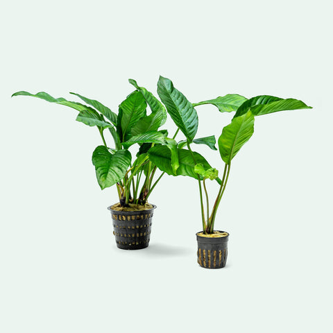 Anubias Heterophylla Mother Plant | Live Aquarium Plants - Glass Aqua