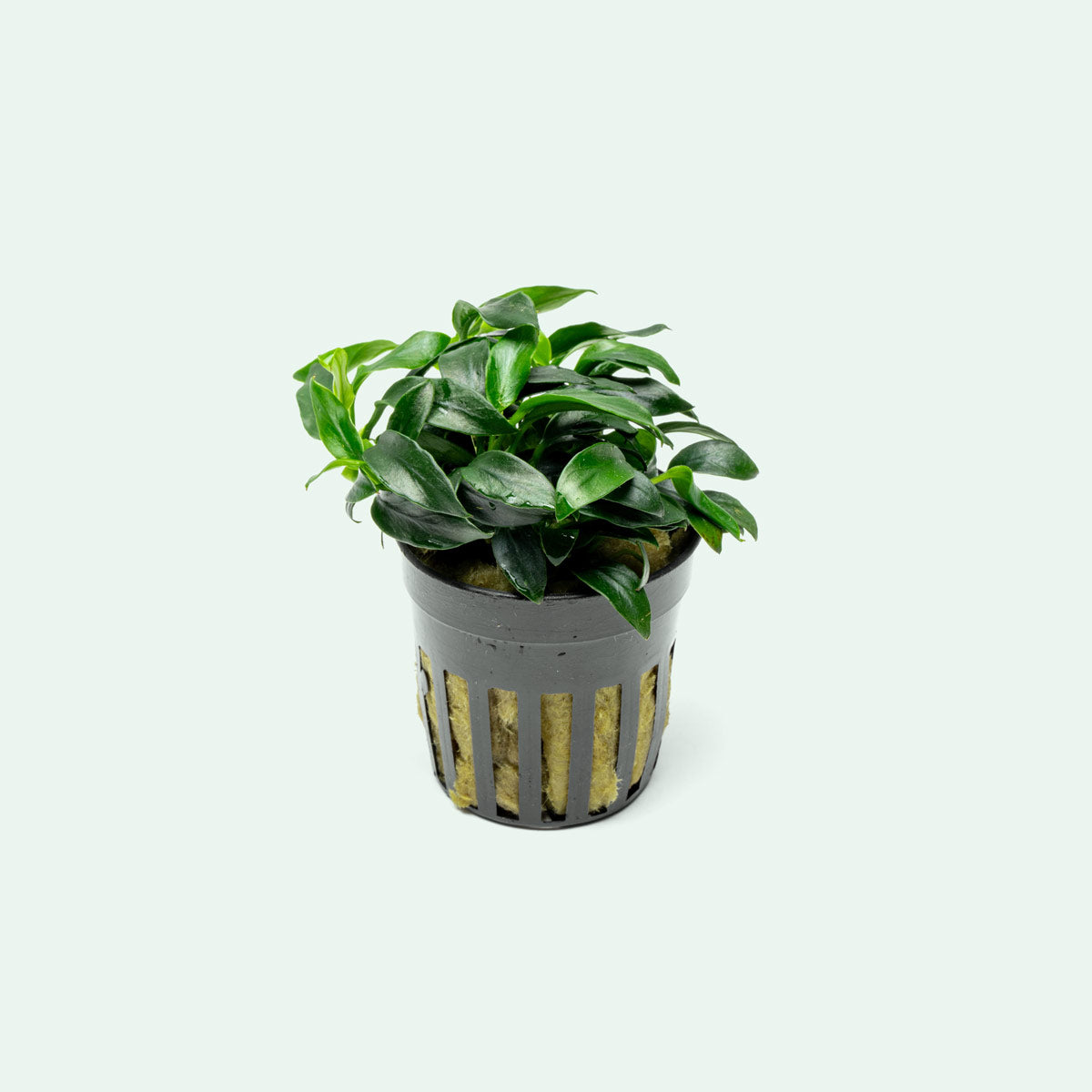 Anubias Jungle Star Rare Anubias | Beginner Aquarium Plants - Glass Aqua