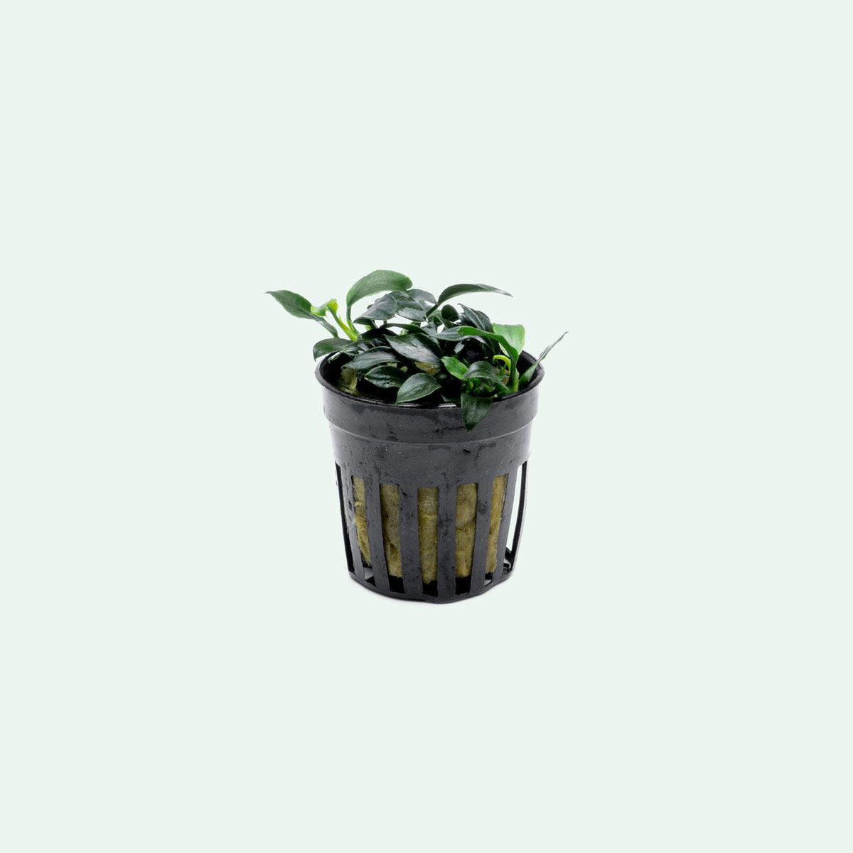 Assorted Anubias Bundle - Glass Aqua
