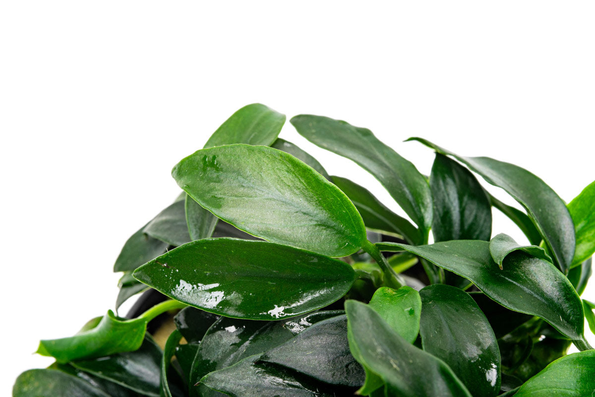Anubias Jungle Star Rare Anubias | Beginner Aquarium Plants - Glass Aqua