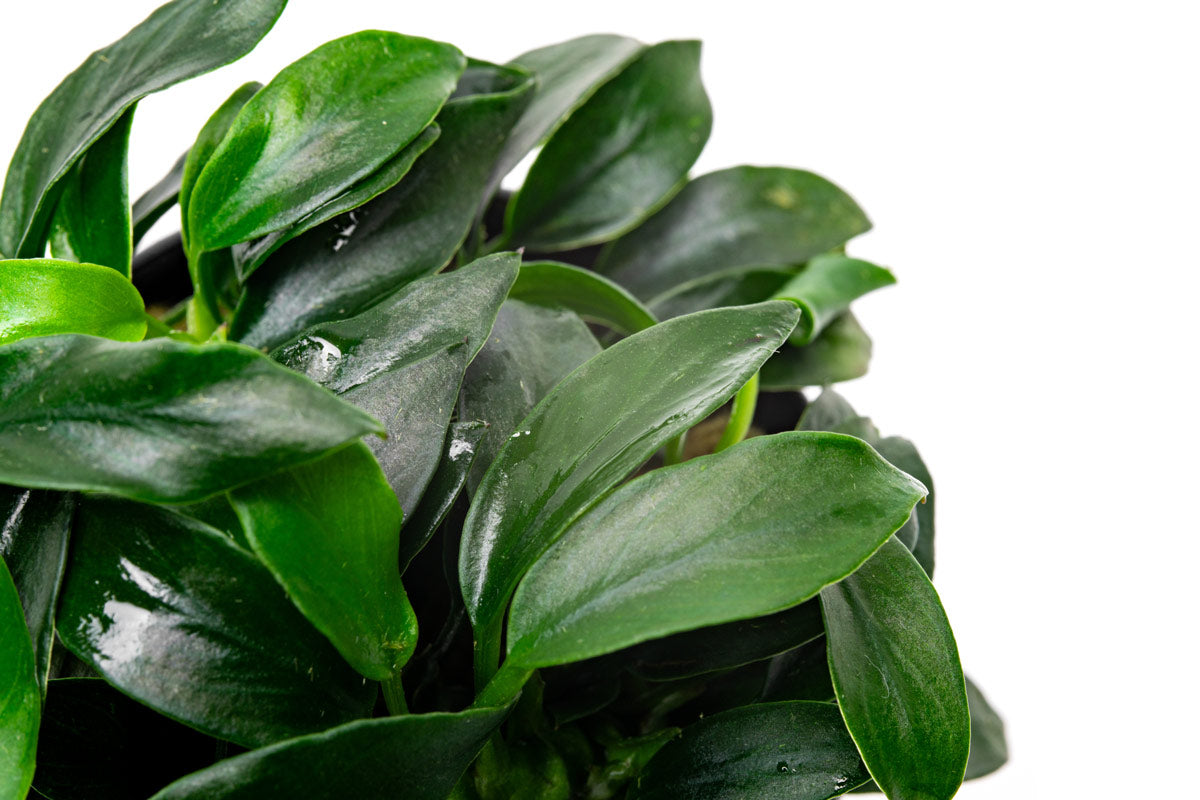 Anubias Jungle Star Rare Anubias | Beginner Aquarium Plants - Glass Aqua