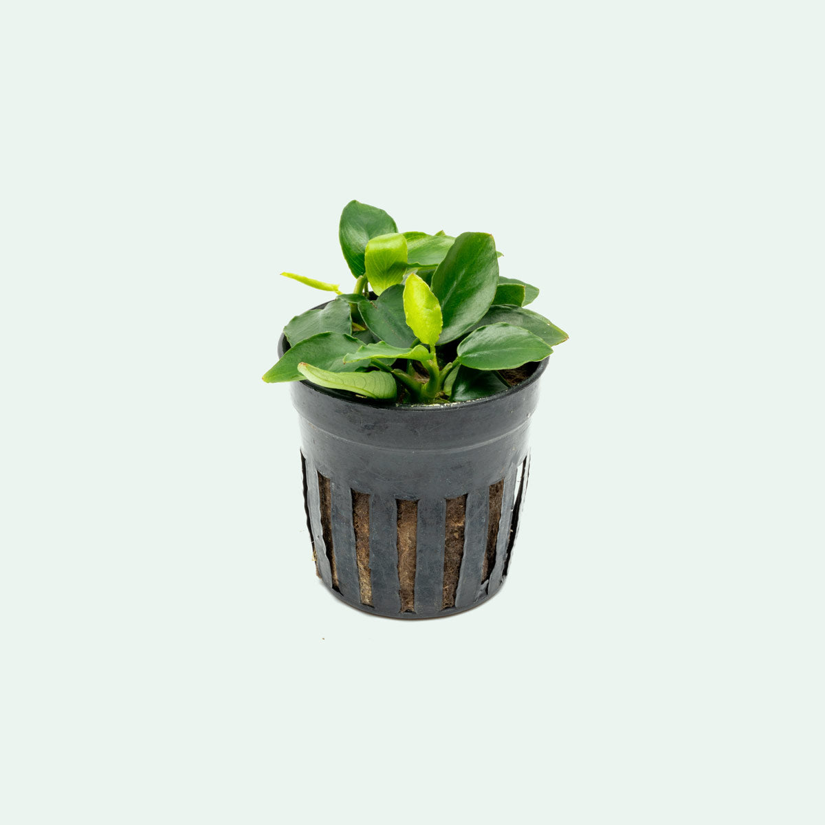 Assorted Anubias Bundle - Glass Aqua